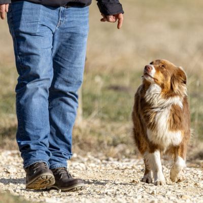 cours obligatoire carré sky