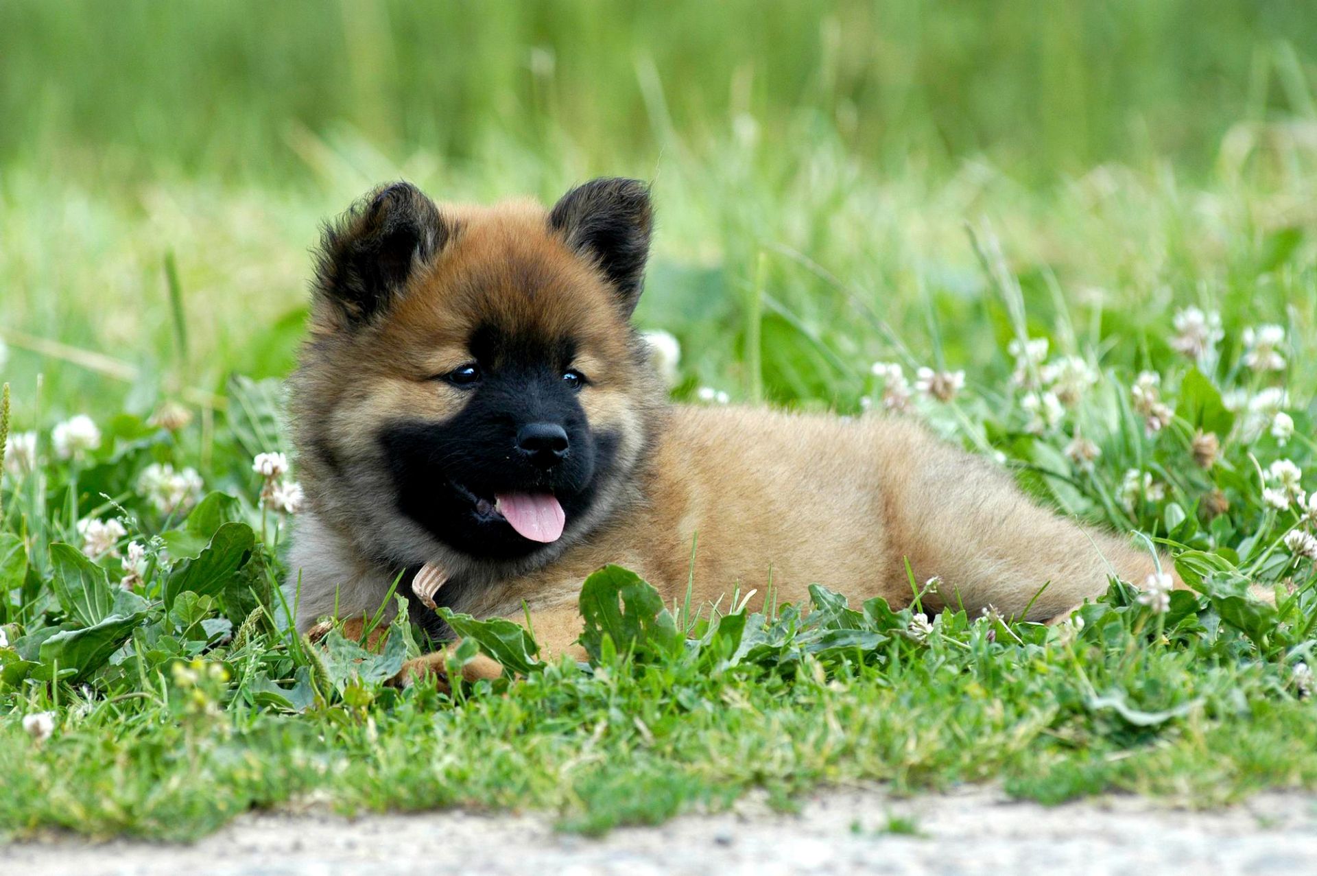 bb eurasier page d'accueil