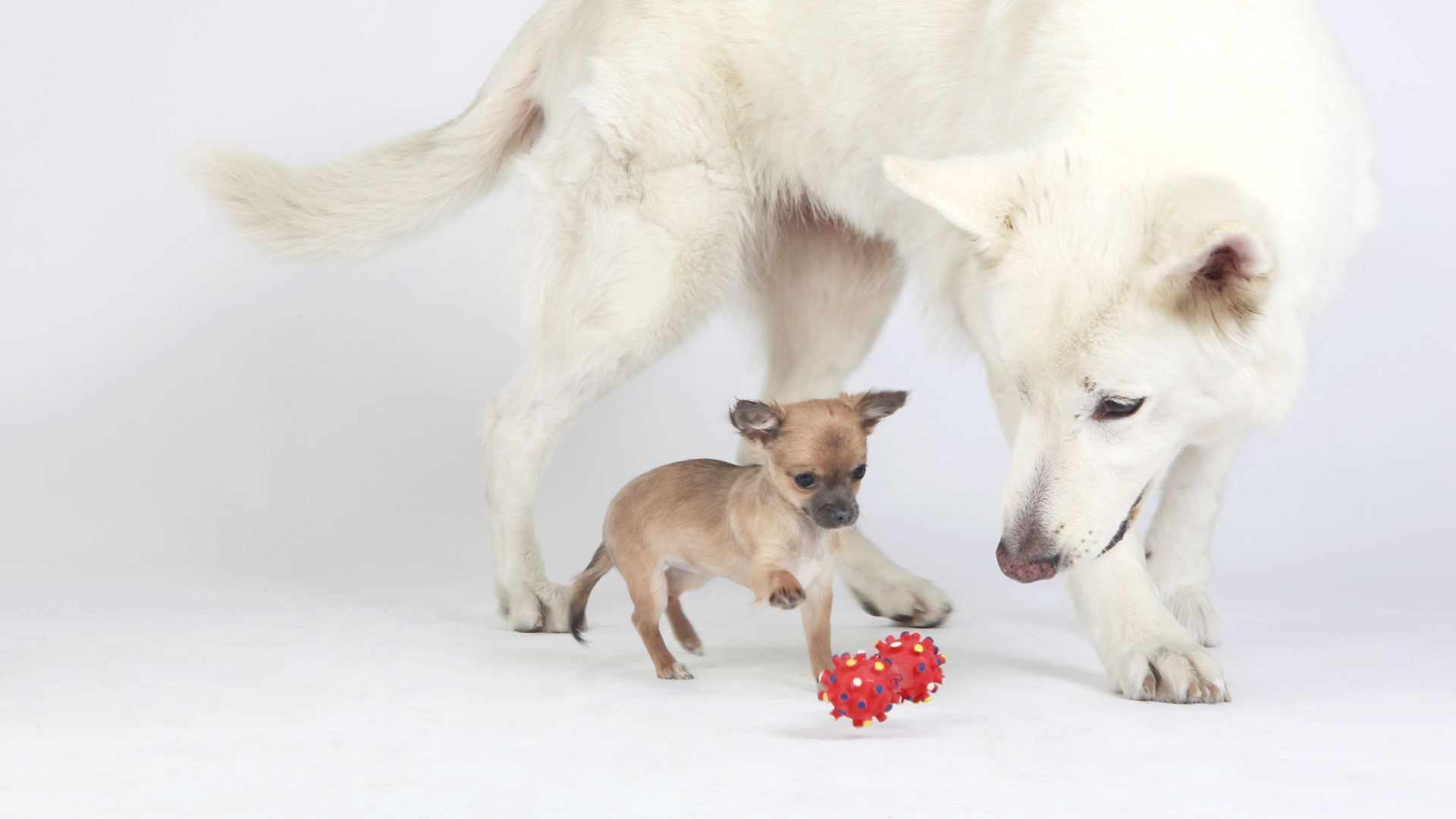 L'éducation canine, c'est apprendre à se comprendre
