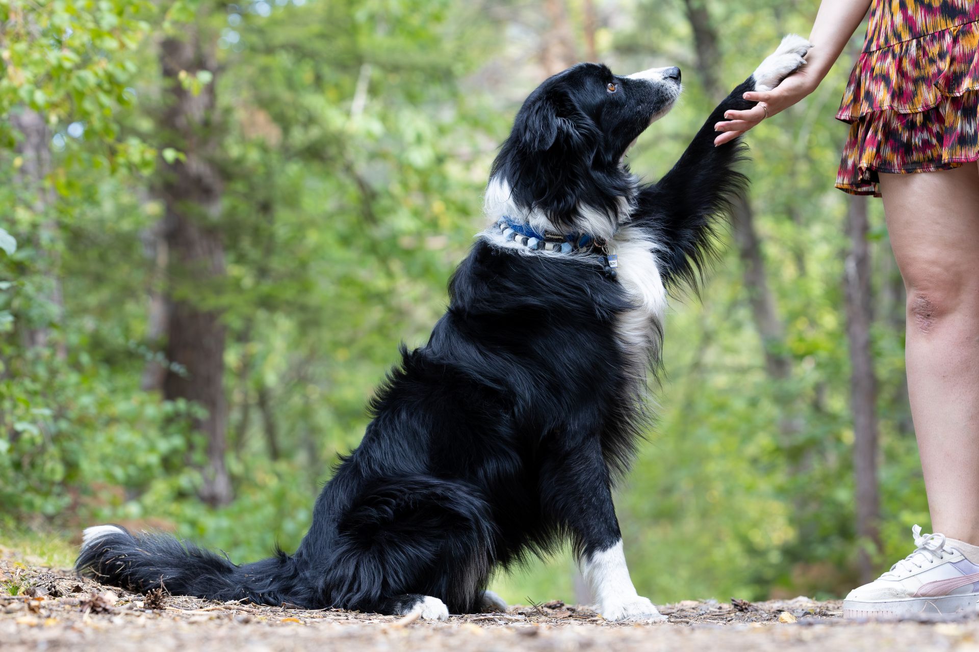 chien élodie page accueil