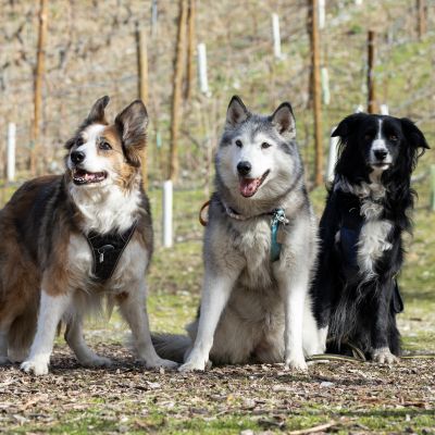 cours collectifs 3 chiens