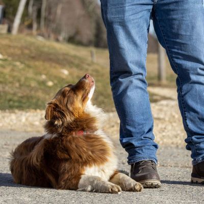 cours obligatoire sky