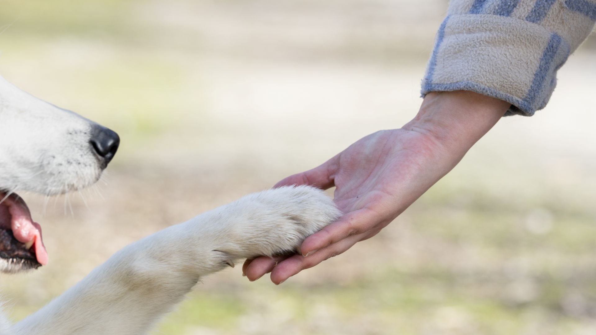 L'éducation canine, c'est apprendre à se comprendre